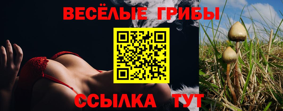 купить наркотик  Вход с VPN  Ефремов  Псилоцибиновые грибы MAGIC MUSHROOMS 